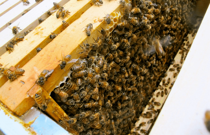 Bienen in Rahmen 