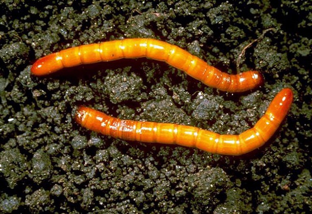 draadworm op de grond