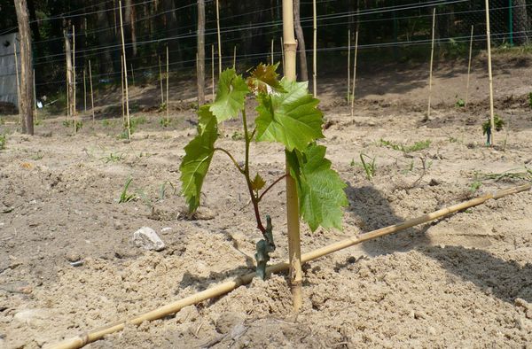 plantando uvas