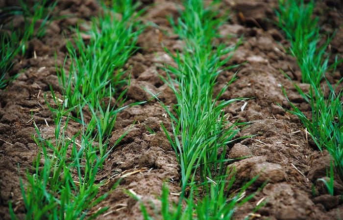 wheat shoots 