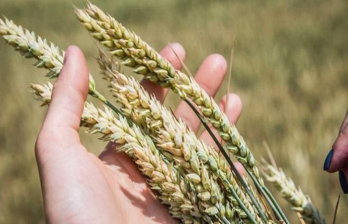 ready-made spikelets 