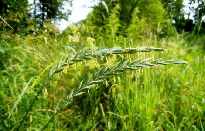 plaga de males herbes 