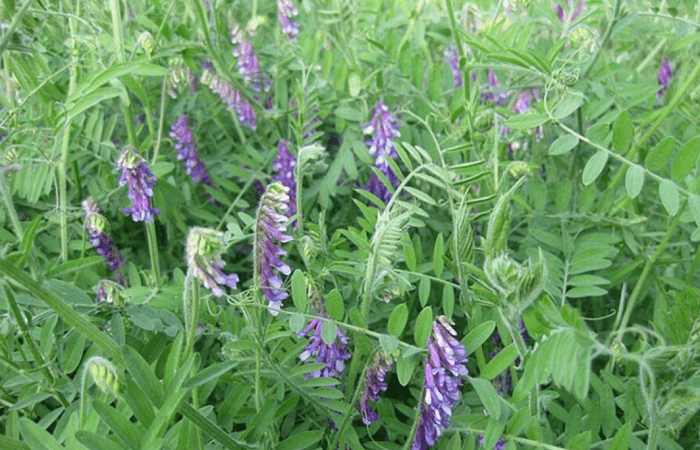 křížení zeleného hnojení 