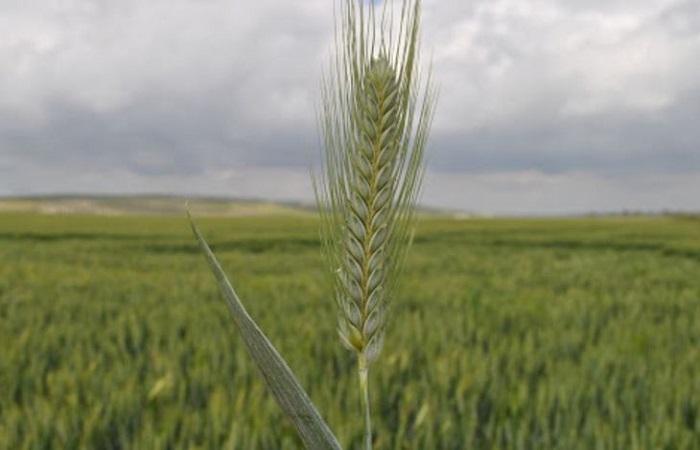 cereal stalk