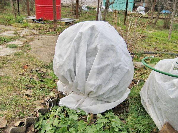 currant shelter