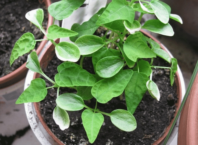 growing persimmons