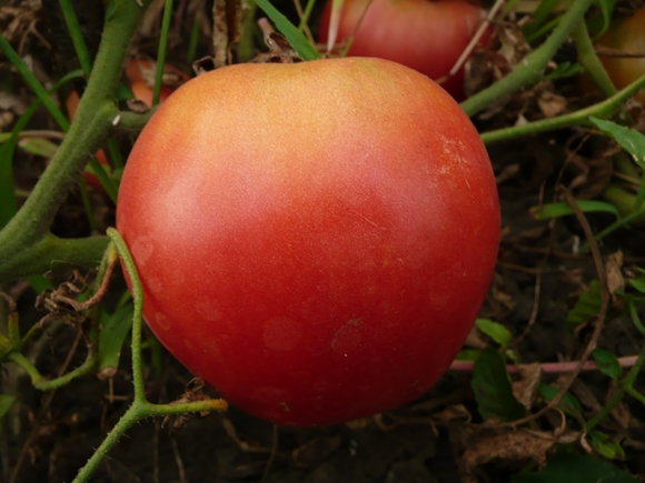 Pudovik in de tuin