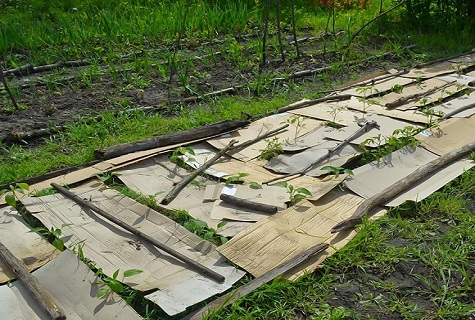 Mulch auf der Straße 