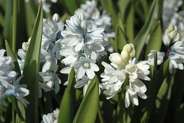 floració blanca com la neu 