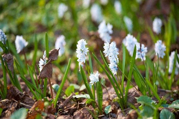 Blumen werden gepflanzt 