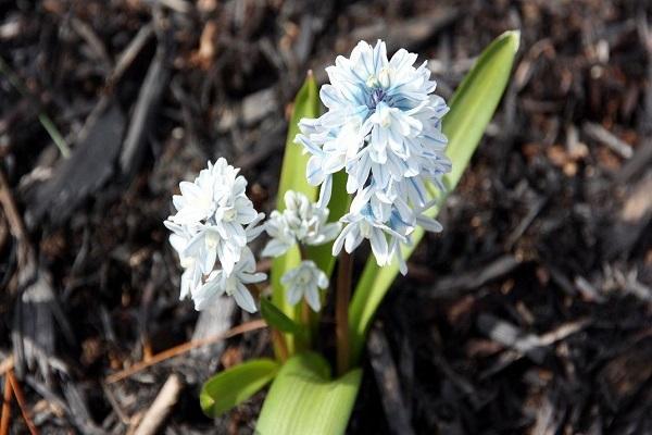 Krankheit an Blumen 