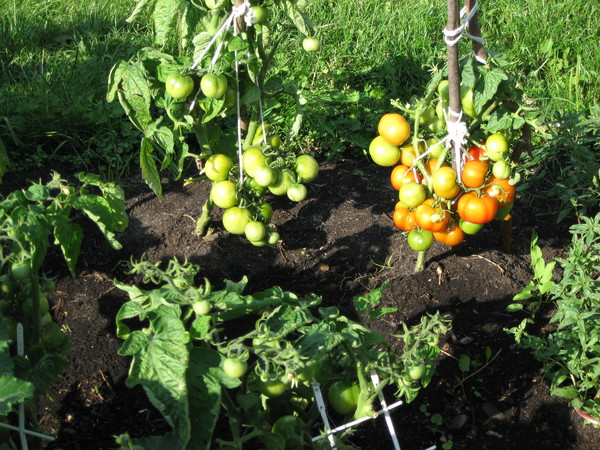 Boni tomato bushes mm