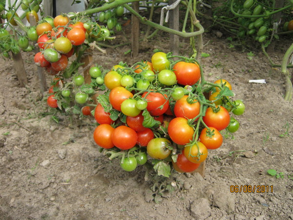 Tomatenzwerg