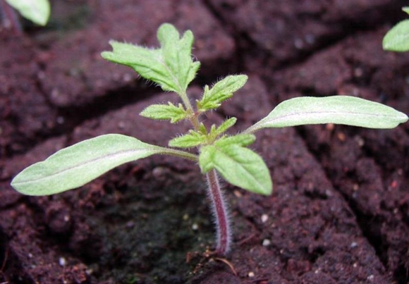 tomato seedlings