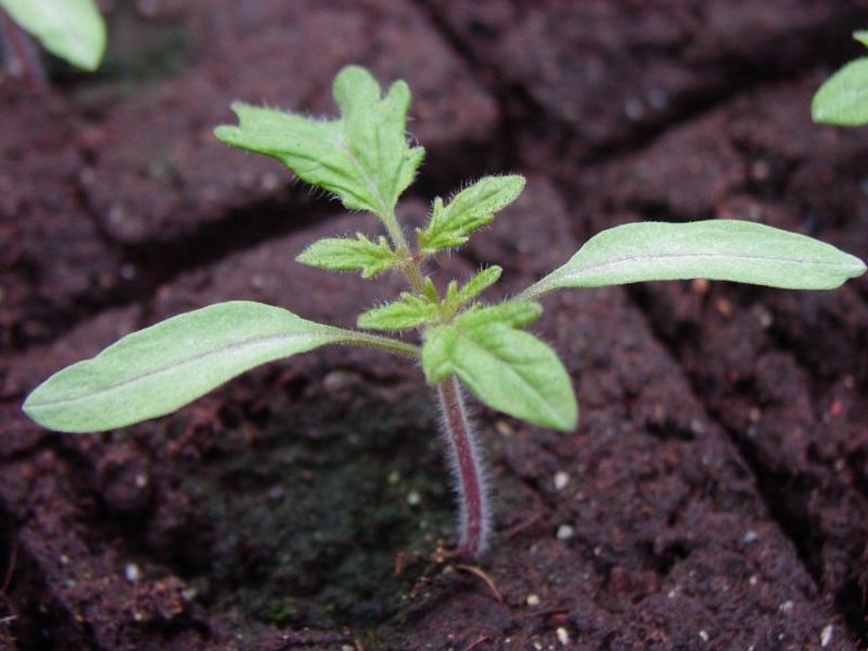 tomato seedlings in the ground