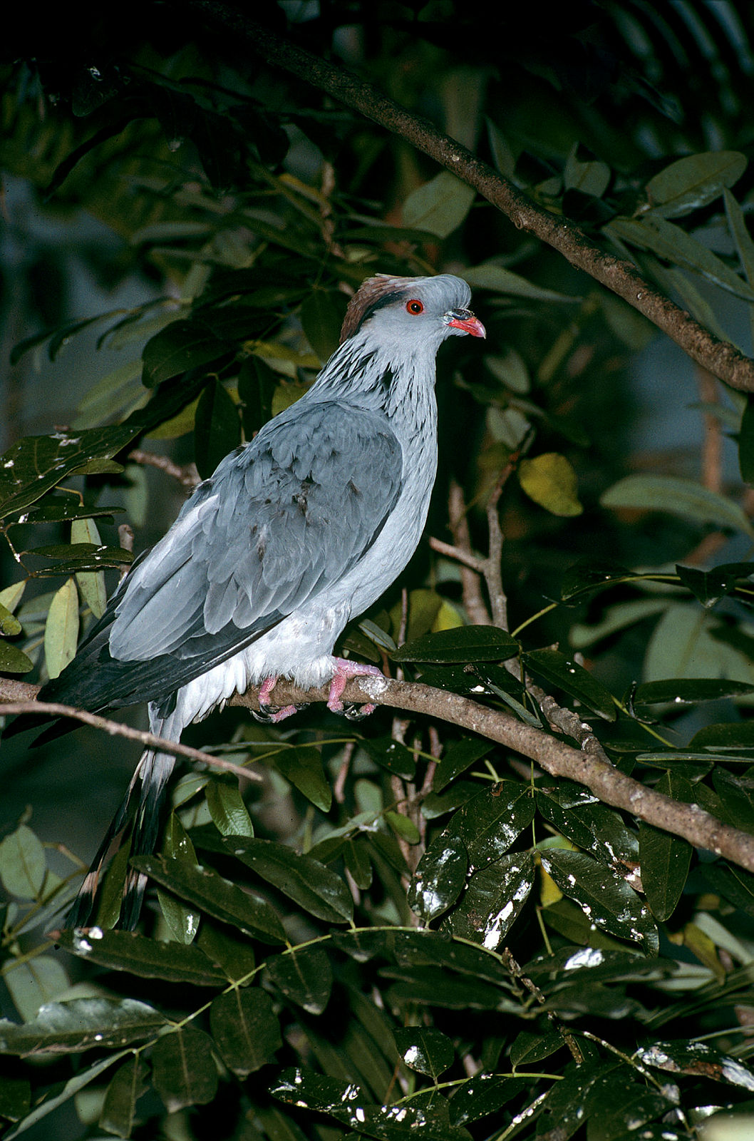 forelock kalapati