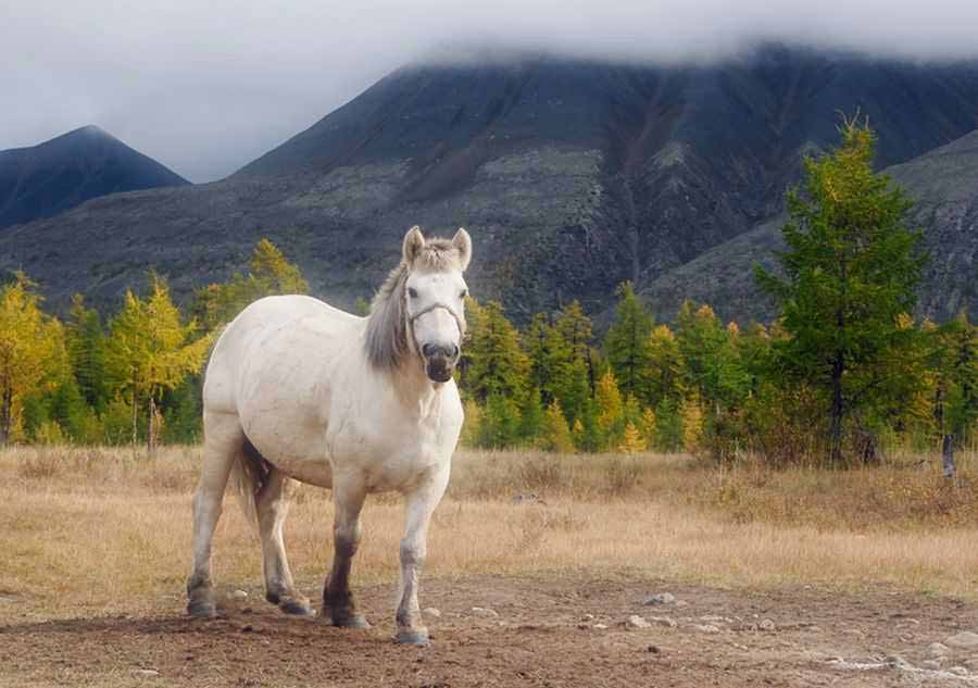 cavalo pastando