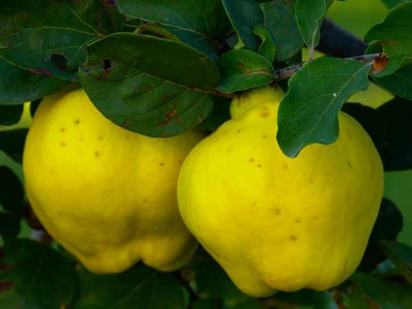 ripe quince