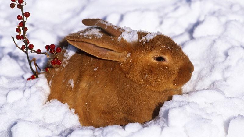 králík ve sněhu