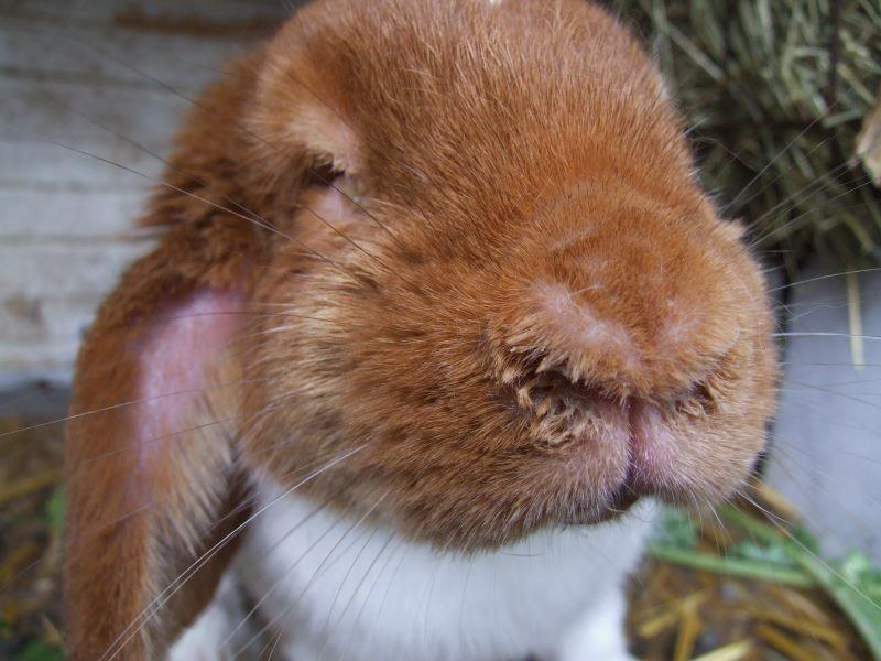 biting midge in rabbits