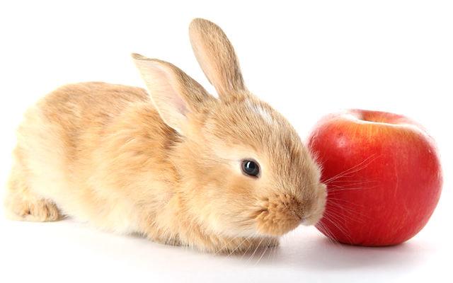 Kann man Kaninchen Äpfel geben?