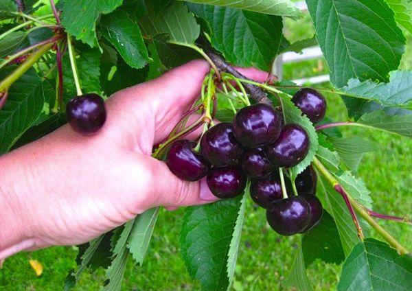 Branch with berries