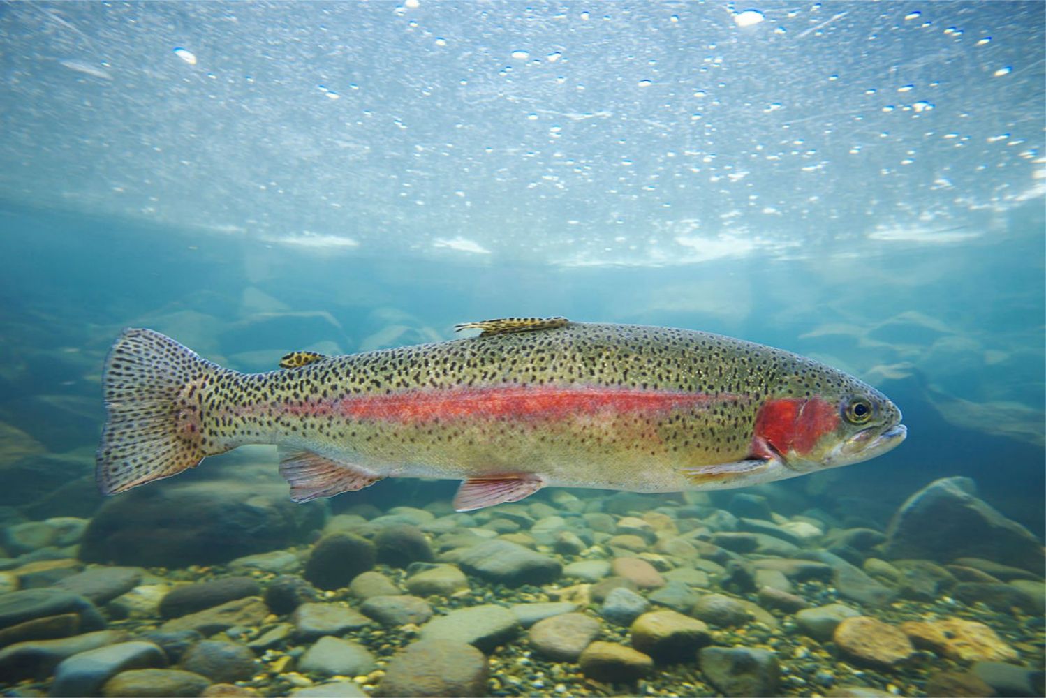 Lista de 48 especies de peces, sus nombres y características, descripciones y dónde viven