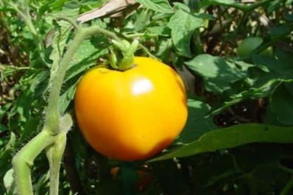 Tomatenernte