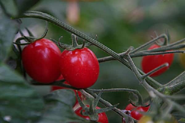 rozijnen in de tuin 