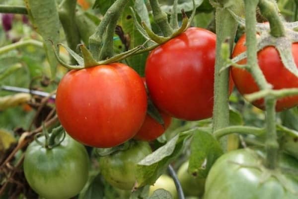 early ripening varieties