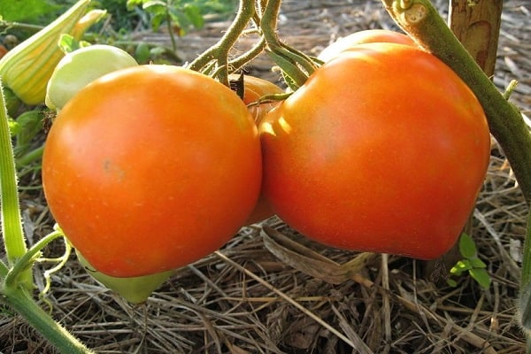 Mittelfrühe Tomaten