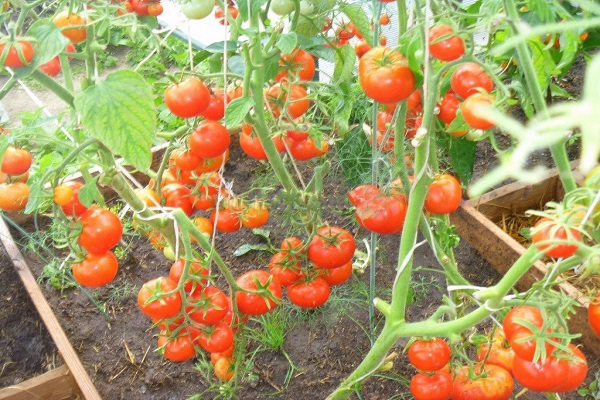 pudrición del extremo de la flor