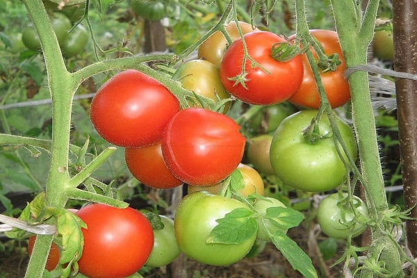 anak pokok buah