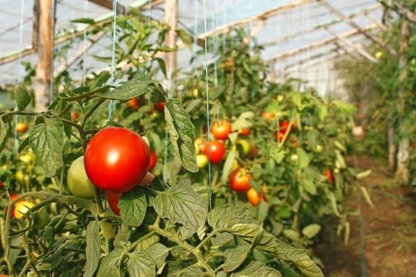 buissons de tomates