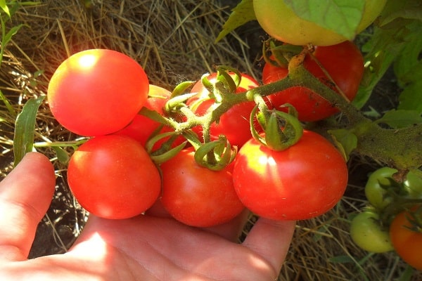 Tomate Sanka