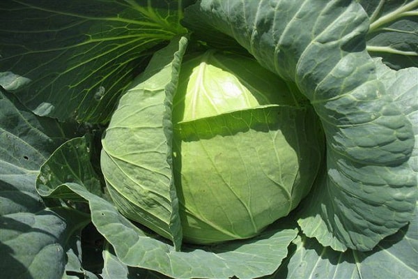 hybrid cabbage