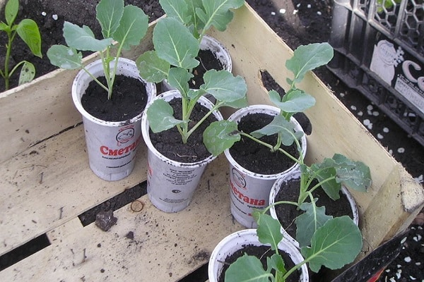 greenhouse frame