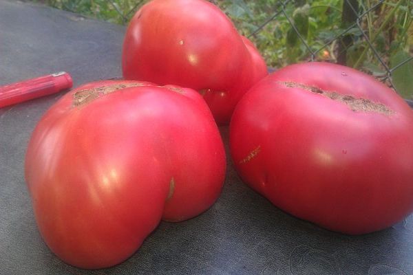odrůda rajčat