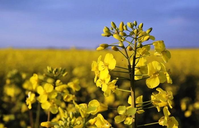 green manure flowering 