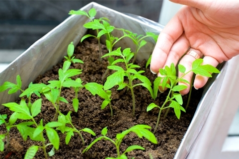 Tomatensetzlinge in einer Kiste