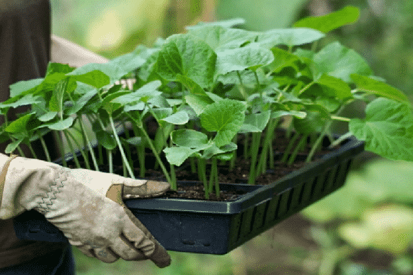 trække frøplanter ud