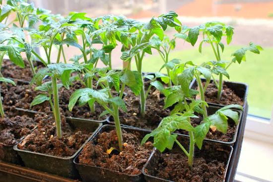 tomato seedlings