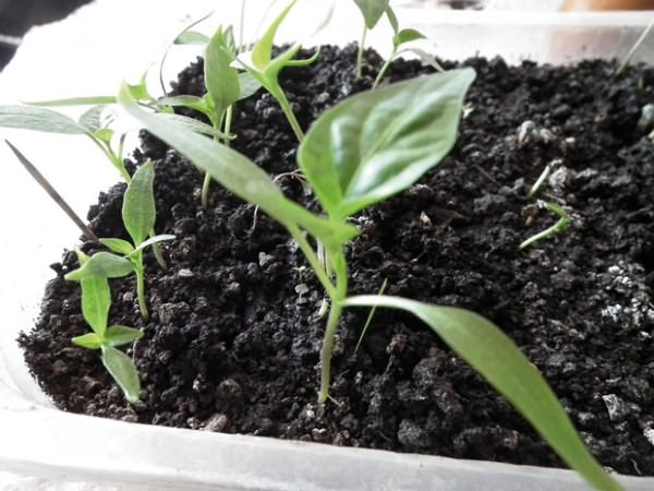 pepper in the soil