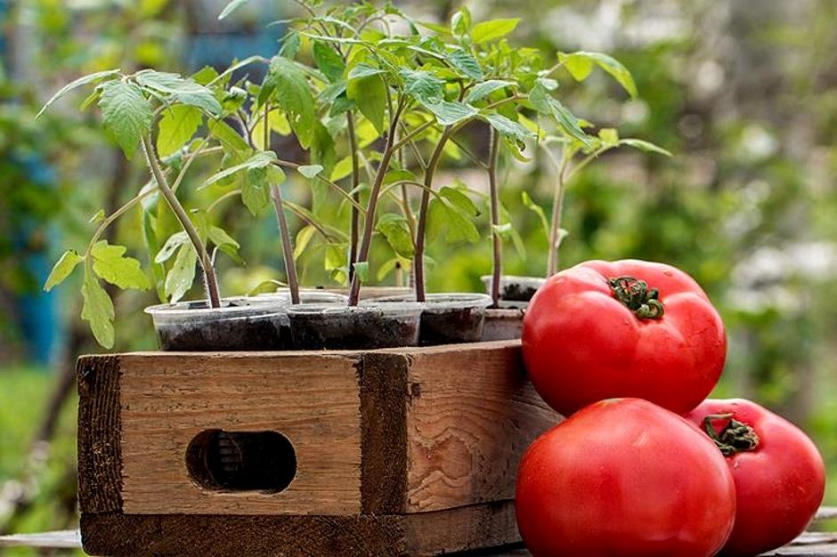 tomato seedlings