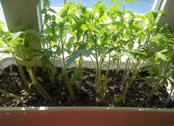 Tomatensetzlinge auf der Fensterbank