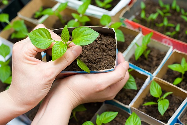 mudas de pimenta em uma panela