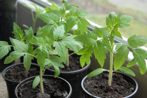 tomates en macetas