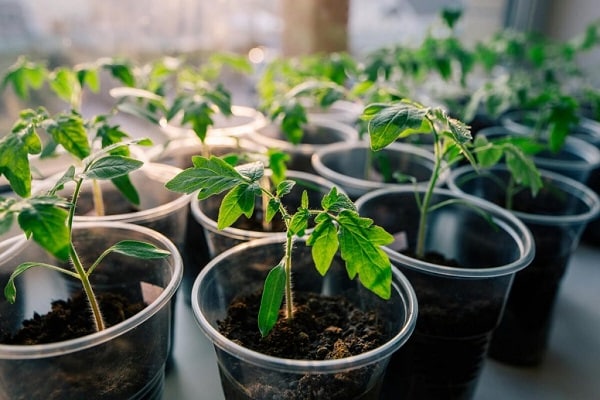 cups with soil 