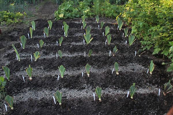 iris planten 