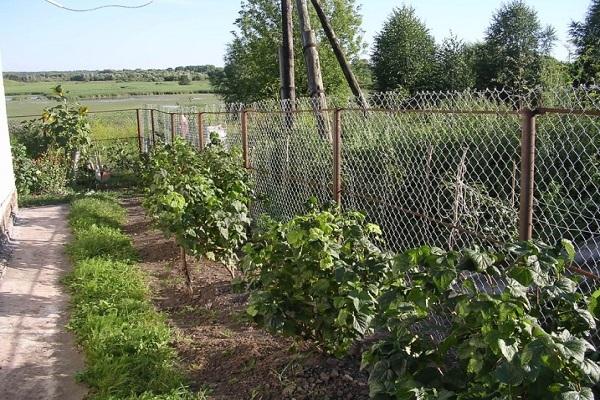 Johannisbeeren ohne Spalier